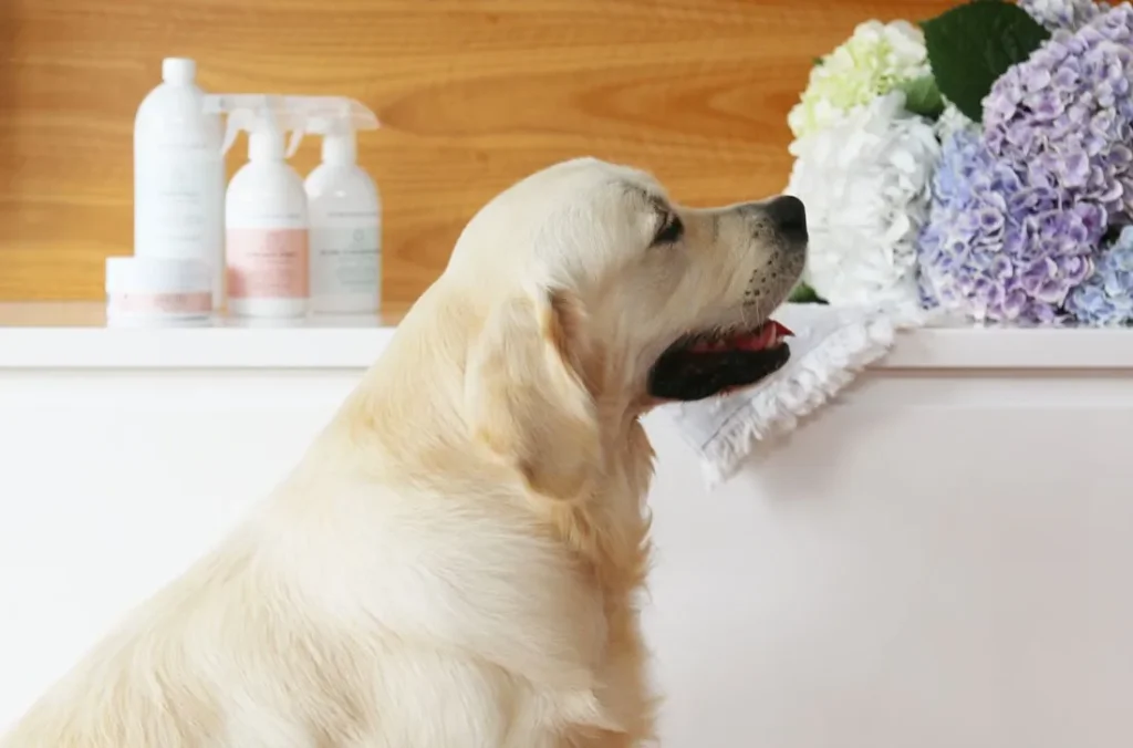 Pet-Friendly Cleaning