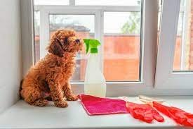 Pet-Friendly Cleaning Solutions