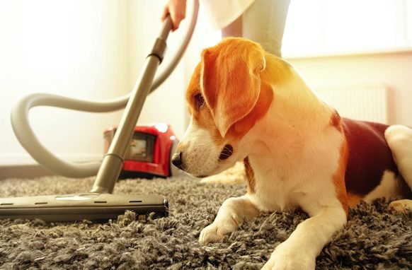 Cleaning Tips And Hacks For Pet Owners